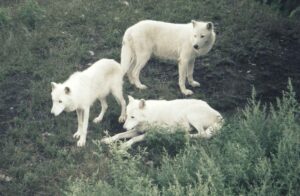 Three white wolves.