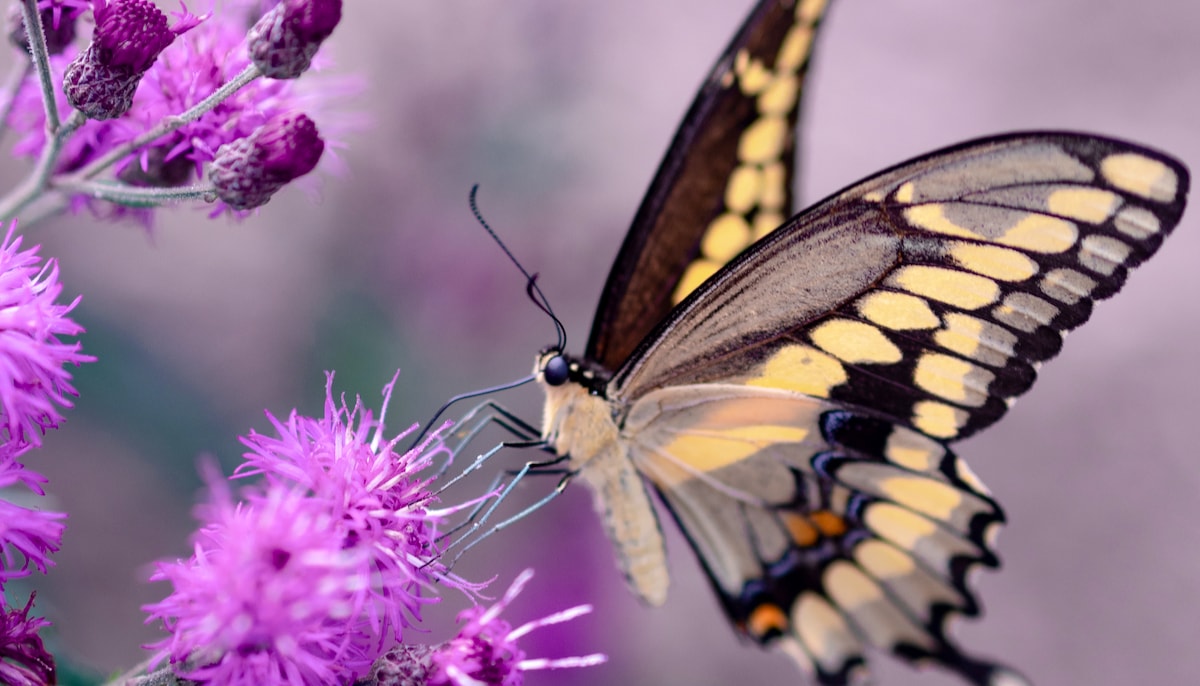 A butterfly sits on a flower.