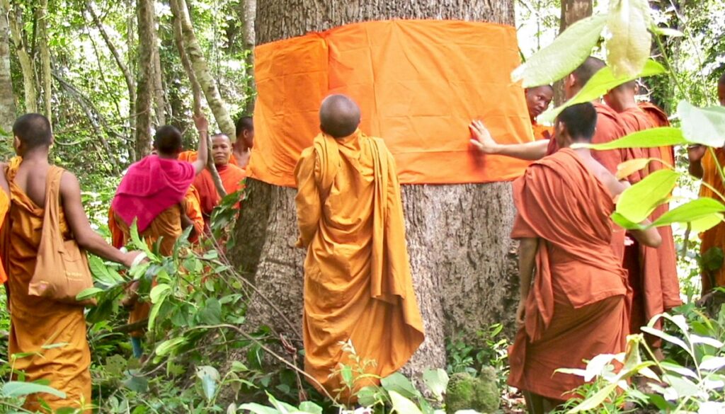 Monks wrapping an orange robe around a large tree