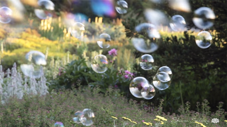 bubble, meditation, lion's roar, sharon salzberg, buddhism