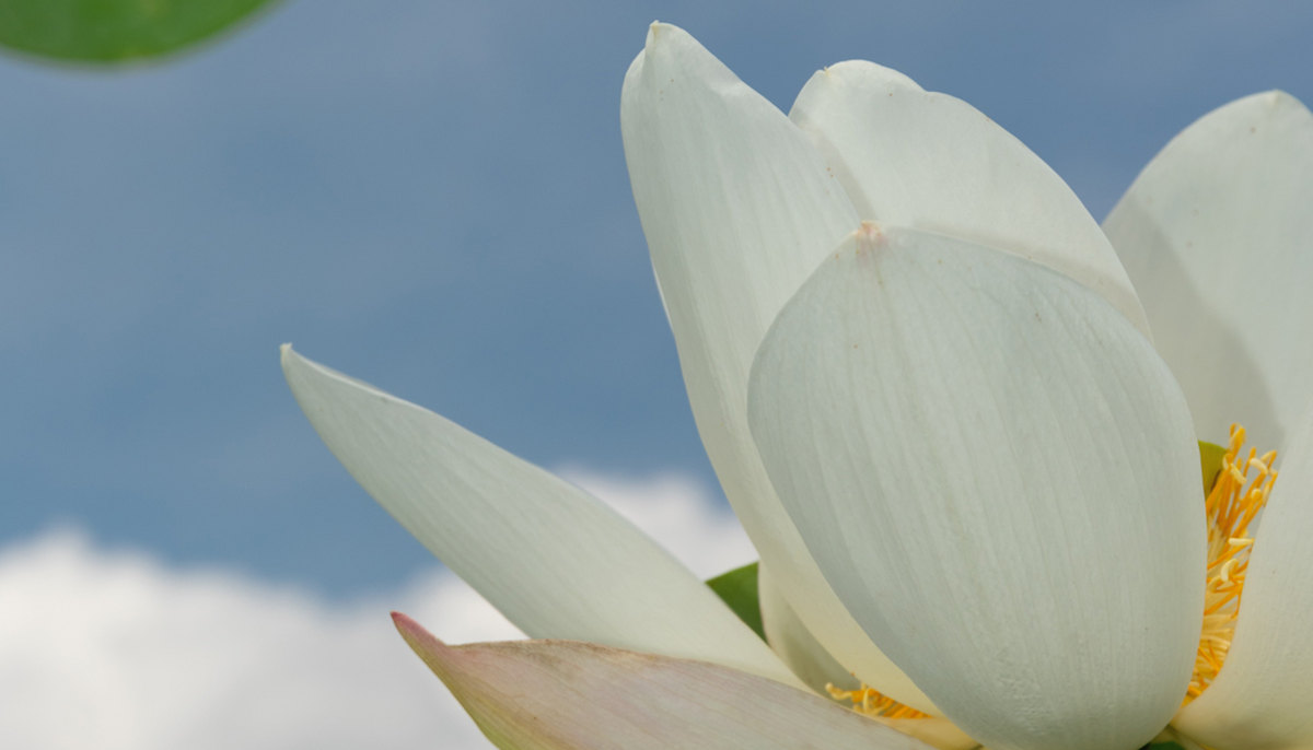 Lotus flower photographed from below with sky in background.