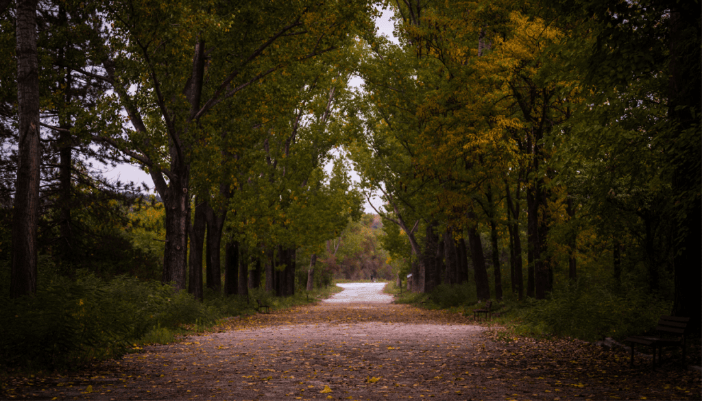 a path in the woods